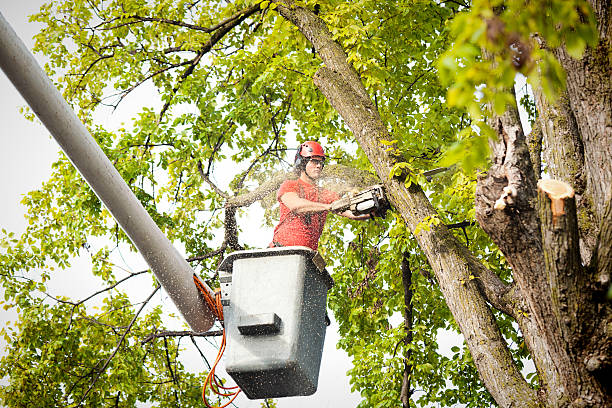 Best Tree Maintenance Programs  in Morgan City, LA